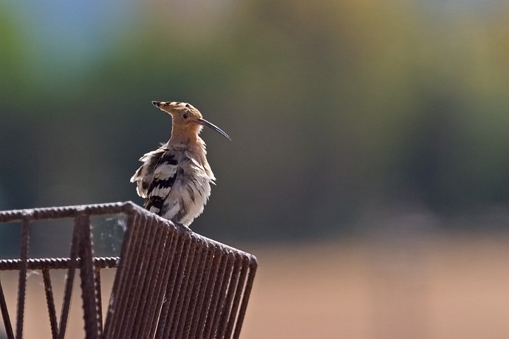 Wiedehopf Upupa epops Hoopoe